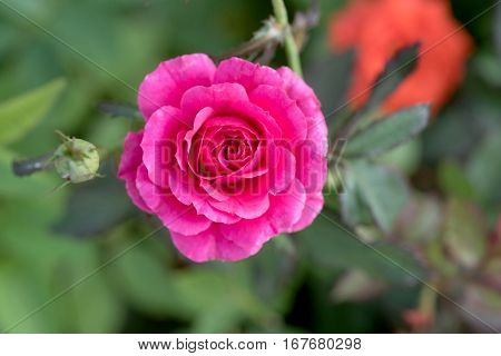 Top view of beautiful shocking pink rose with sun light in the garden.