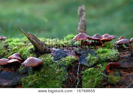 Funghi che crescono nel muschio sul tronco