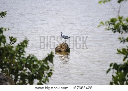 Little Blue Heron perched on rock on Caloosahatchee River