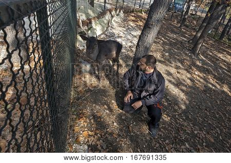 Bor Serbia - October 24 2013: Fallow dear behind fence in cage ZOO Bor Serbia