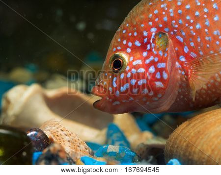 Portrait of a large and beautiful aquarium fish