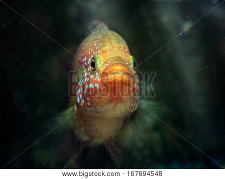 Portrait of a large and beautiful aquarium fish