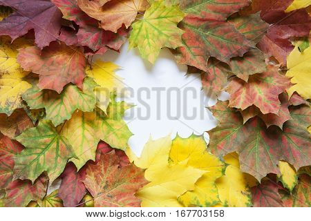 Colorful autumn background of maple leaves. With white space in the middle.