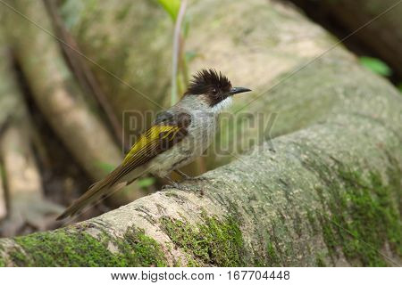 The bulbul bird seek a food on the tree root