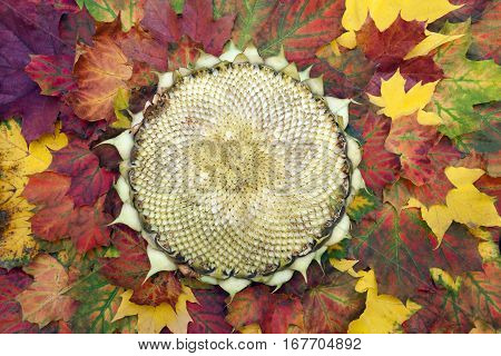 Empty sunflower head on the autumn leaves. No seeds inside. Top view.