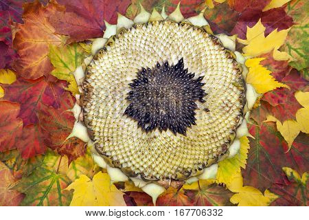 Sunflower head on the autumn leaves. Top view.