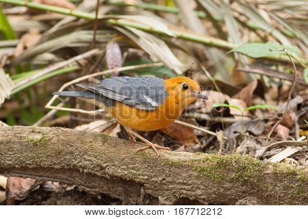 Orange-headed Thrush bird on the tree root