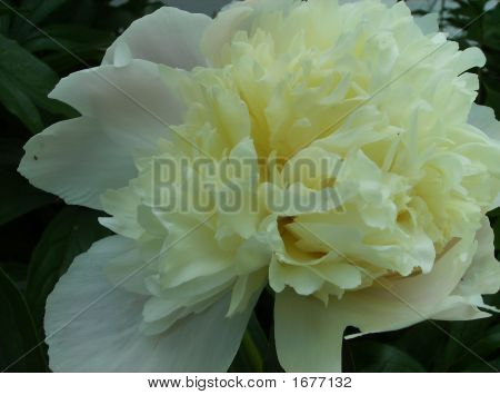 ดอกพีโอนีสีขาวครีม 2