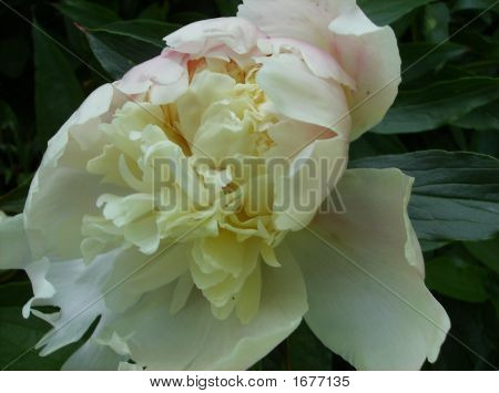 พีโอนีสีขาวดอกตูม Blooming 2