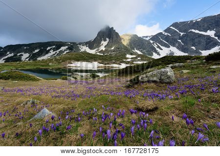 Field of spring time crocuses and Haramiya peak in the Rila Mountains Bulgaria