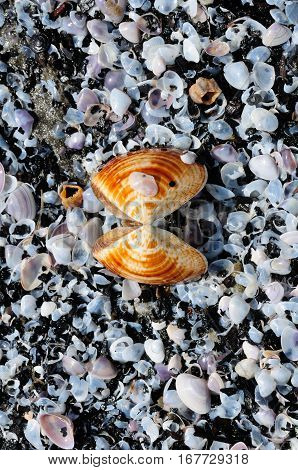 A single orange shell among translucent and white shells on a beach in Can Gio south vietnam.