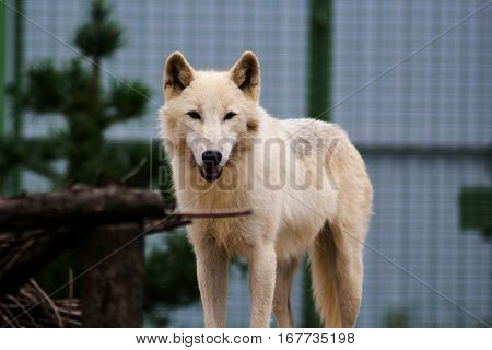 Big white wolf in the zoo looking for something