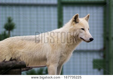 Big white wolf in the zoo looking for something