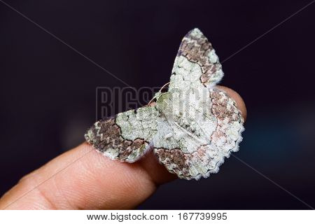 Pingasa Ruginaria Moth