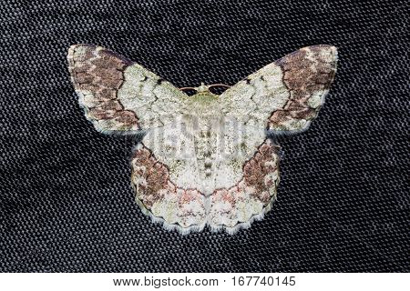 Pingasa Ruginaria Moth