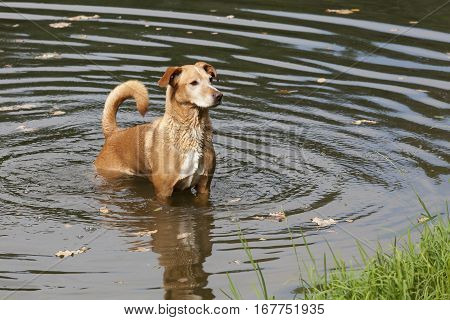 A brown dog in the wavy water.