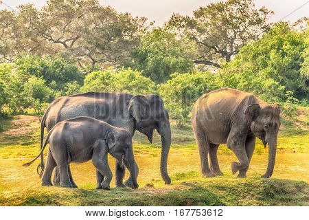 Sri Lanka: group of wild elephants in jungle of Yala National Park