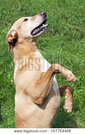 Obedient brown dog sitting in the grass on its hind legs.