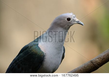 beautiful Green Imperial Pigeon (Ducula aenea) standing on branch