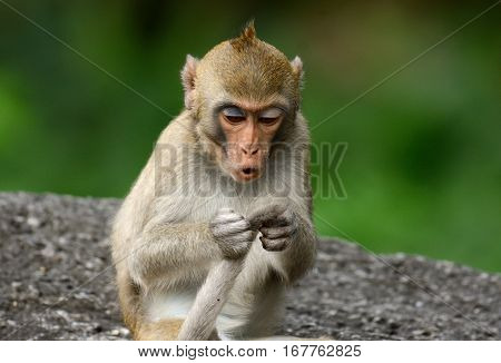 beautiful long-tailed macaque (Macaca fascicularis) on rock hill