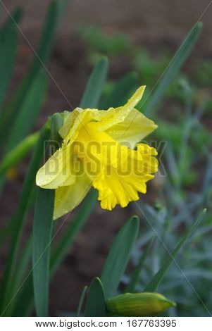 Nice yellow narcissus flover blooming on spring