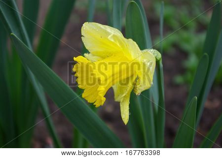 Nice yellow narcissus flover blooming on spring left