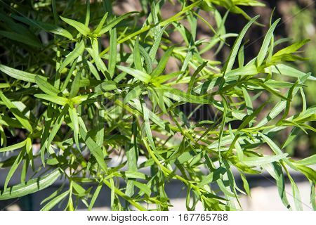 bush plants tarragon as background close up macro.