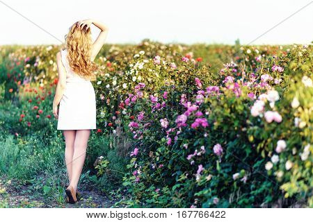 Girl dancing in a field of roses. Springtime flowers garden. Young woman white dress with beautiful long curled hair. Photo from the back