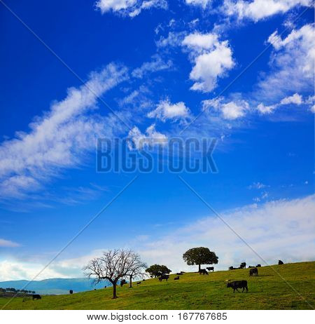 fighting bull grazing in Extremadura dehesa grasslands along Via de la Plata way of Spain