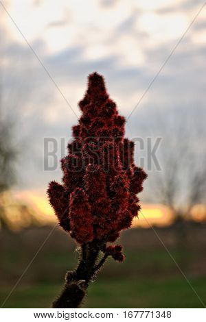 Closeup of a Rhus typhina plant at sunset