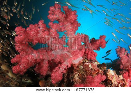 Red soft coral and fish