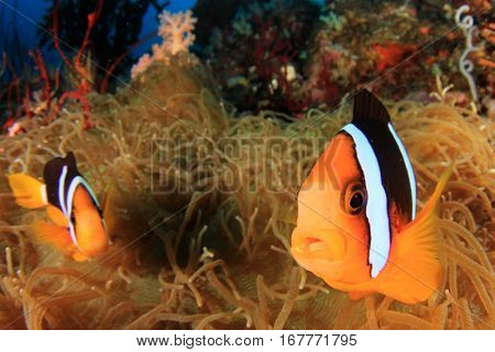 Tropical fish. Clarke's Anemonefish. Clownfish on coral reef