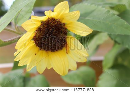 yellow sunflower drooping over from weigh of seeds