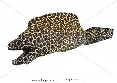 Honeycomb Moray Eel isolated on white background