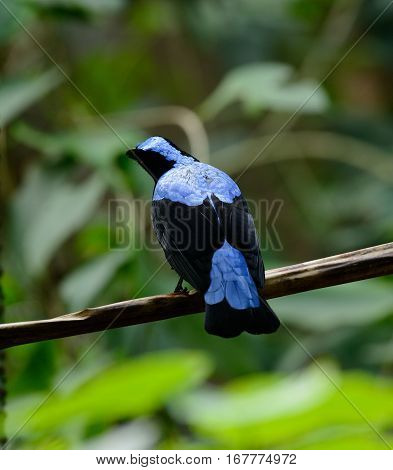 beautiful male Asian Fairy Bluebird (Irena puella) resting in branch