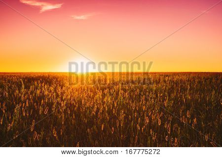 Meadow Grass In Yellow Sunlight At Later Summer Or Early Autumn Season On Bright Sun At Horizon On Background. Sunset Sunrise Sky Over Field Meadow Grass. Warm Colors.