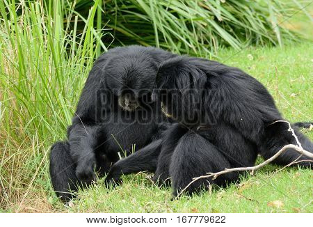 beautiful Siamang (Symphalangus syndactylus) sitting on ground