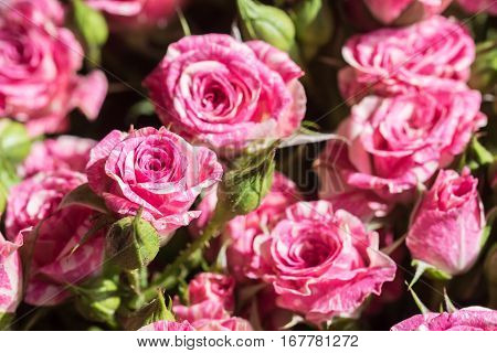 Close up view of pink and white marble-like rose buds on a flower market