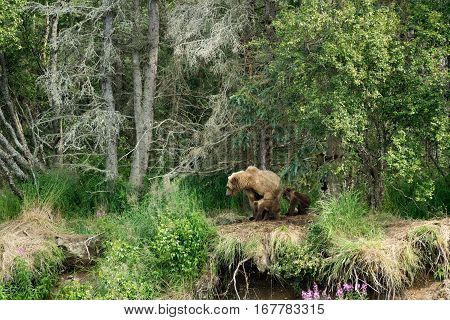 Brown Bear Sow And Cubs