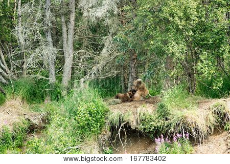 Brown Bear Sow Nursing Cubs