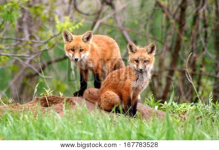 Two red fox kits watch curiously near their den