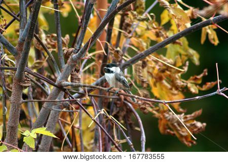 Sassy black-capped chickadee sitting in a tree in autumn