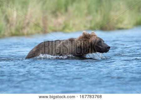 Alaskan Brown Bear Wading