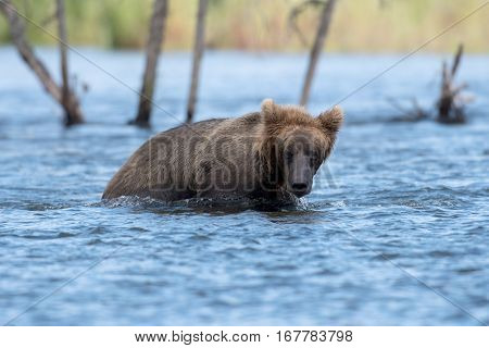 Alaskan Brown Bear Wading