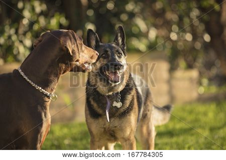 German Shepherd and a Doberman Pinscher outside in a grassy area playing together