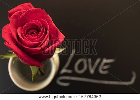 One Red Rose in a cup for Mother's Day or Valentine's as a loving gift