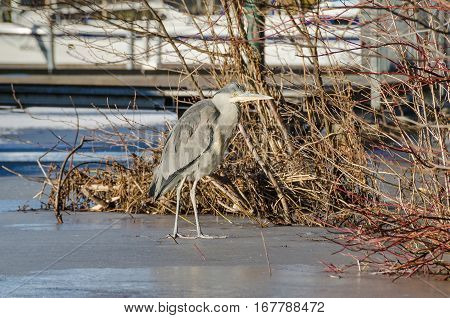Grey heron (Ardea cinerea) looking for ice free shallows near the landing stage on the icebound frozen river Havel in Berlin Germany