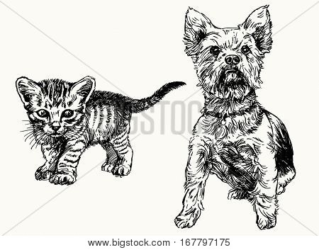 Hand drawn kitten and yorkshire terrier.