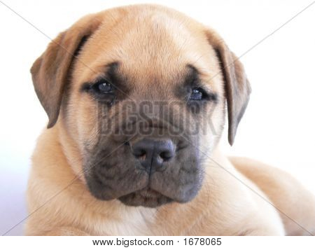 Cão - cachorro