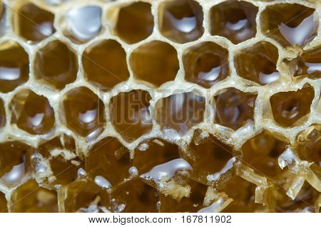 Honey on bee nest or bee hive texture